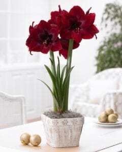 Amaryllis . Red Pearl