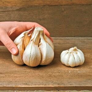 Garlic . Elephant