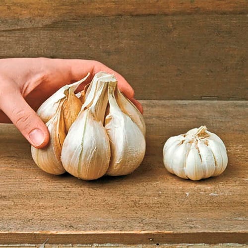 Garlic . Elephant