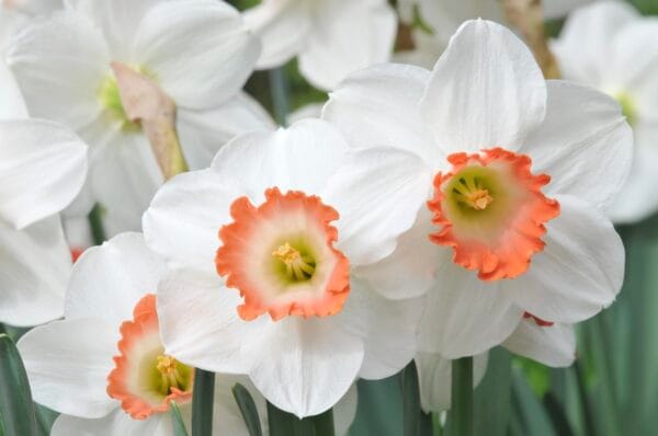 Daffodil . Pink Charm