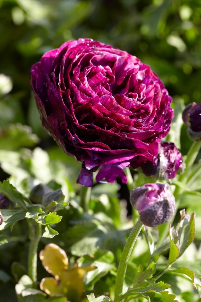 Ranunculus . Purple
