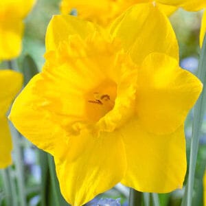 Daffodil . Dutch Master