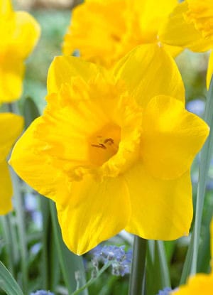Daffodil . Dutch Master