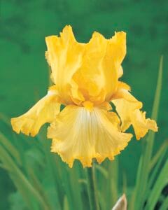 Iris . Harvest of Memories