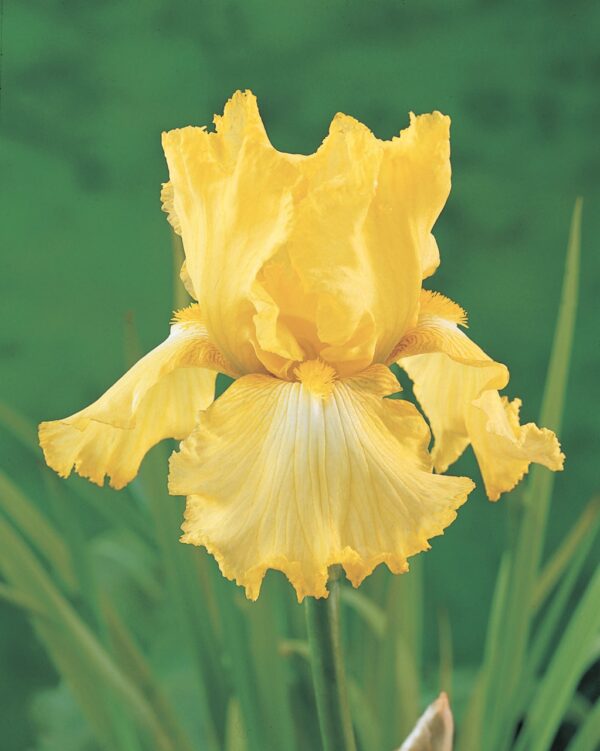 Iris . Harvest of Memories