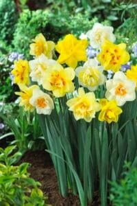 Daffodil . Double Mix