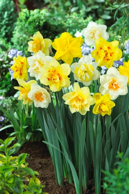 Daffodil . Double Mix