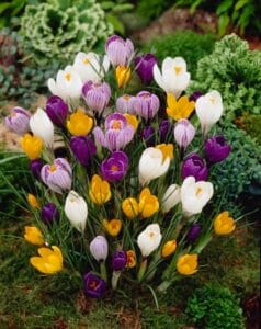Crocus . Large Flowering Mixture