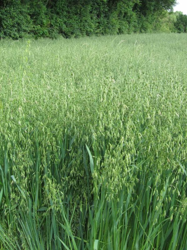 Forage Oats Plus Mix