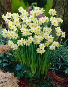 Daffodil Mini . Minnow