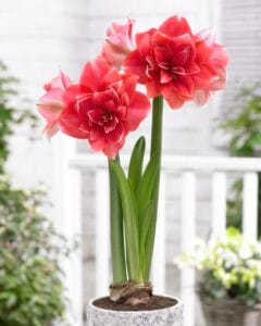 Amaryllis . Double Dream
