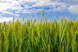 Winter Rye (Common)