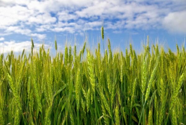 Winter Rye (Common)