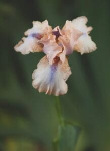 Iris . Concertina