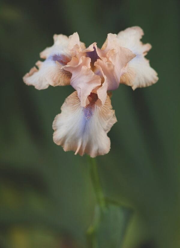 Iris . Concertina