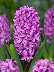 Hyacinth . Miss Saigon
