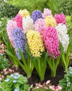 Hyacinth . Easter Joy Mix