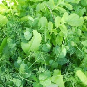 Groundbreaker Mix (N-Vest)