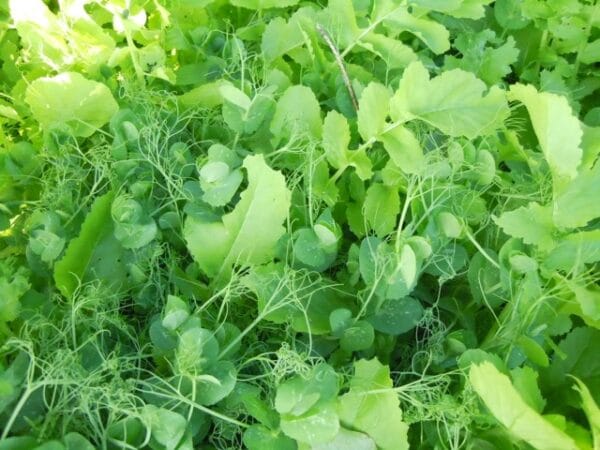 Groundbreaker Mix (N-Vest)