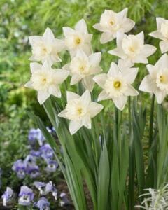 Daffodil . Mount Hood