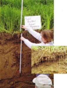 Annual Ryegrass