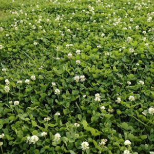 White Clover