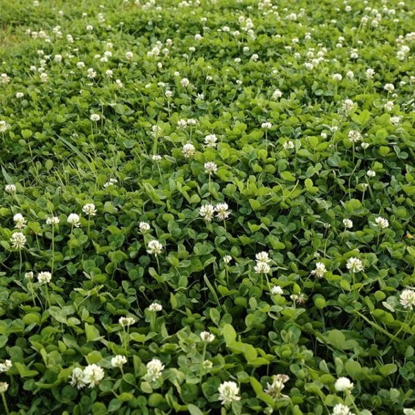 White Clover