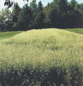 Buckwheat