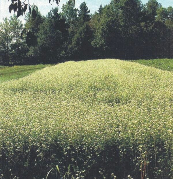 Buckwheat