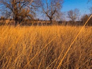 Switchgrass . Cave In Rock