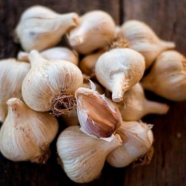 Garlic . German Extra Hardy