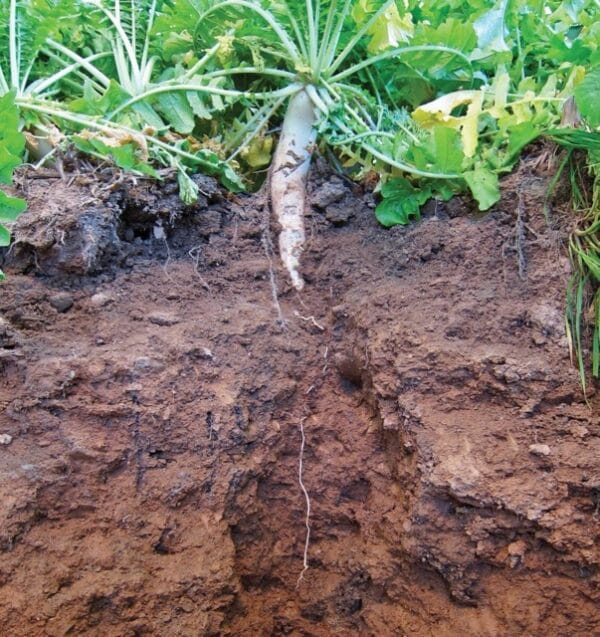 Groundhog Radish