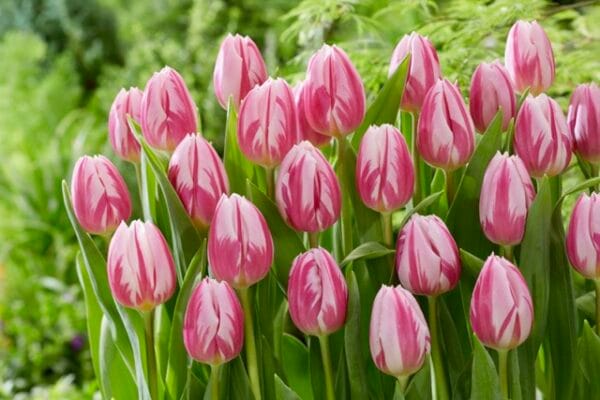 Tulip . Bojangles