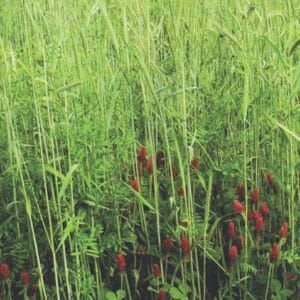 Fall Green Manure Mix
