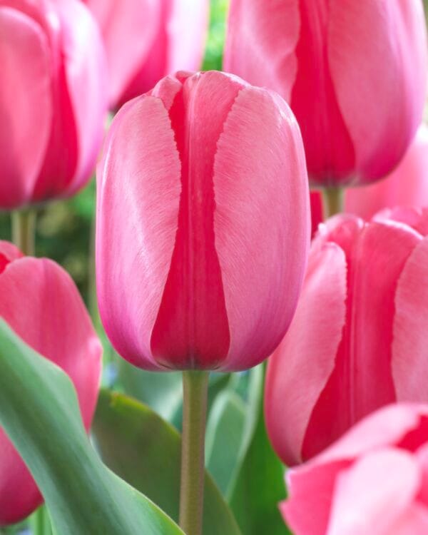 Tulip . Pink Impression