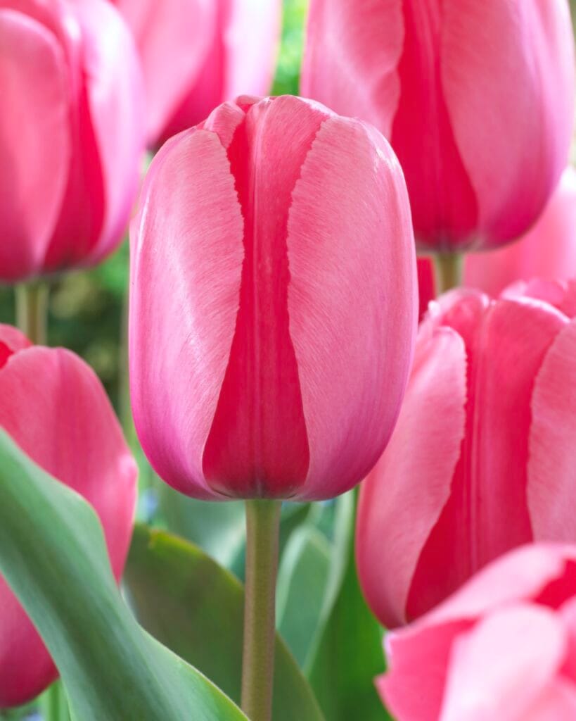 Tulip . Pink Impression