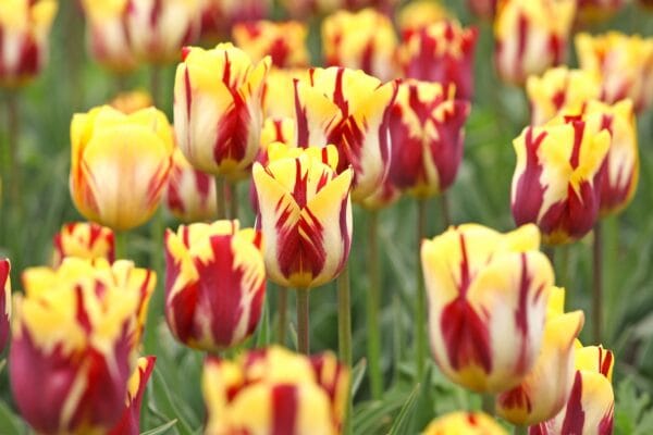 Tulip . Firecracker