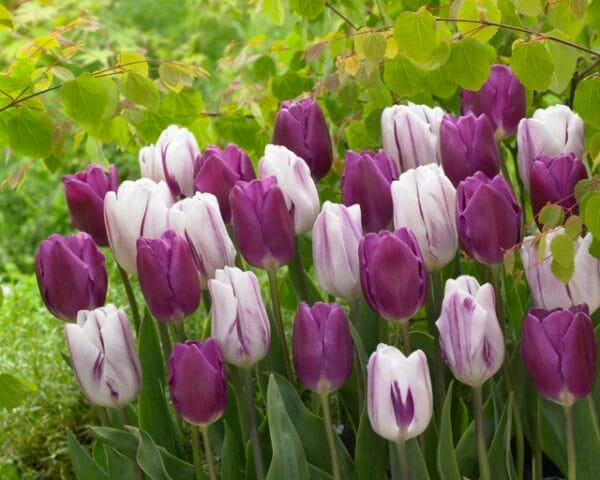 Tulip . Purple Mix