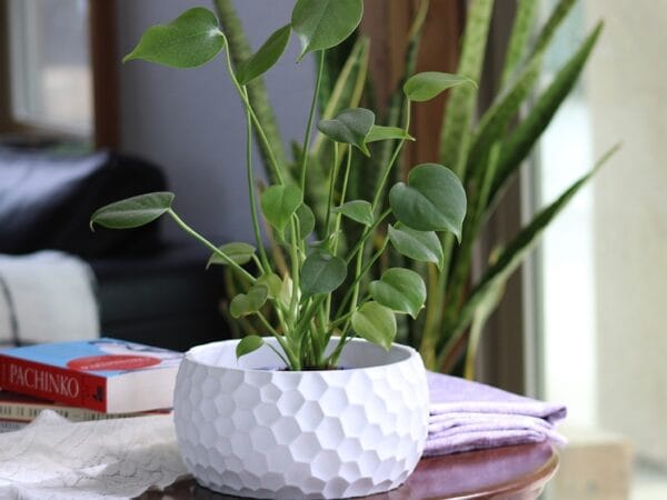 Honey Comb Bowl
