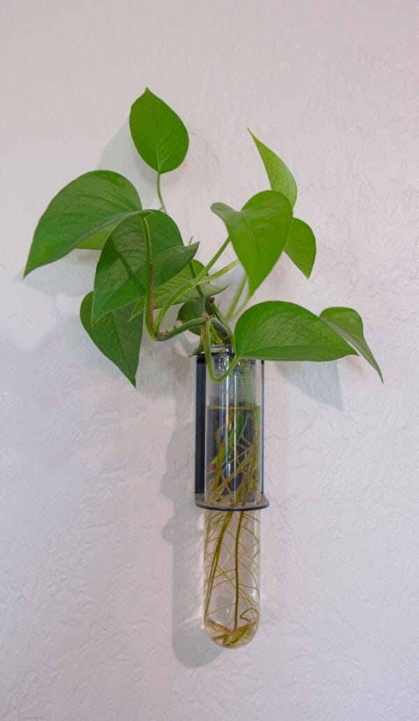 Propagation Planter