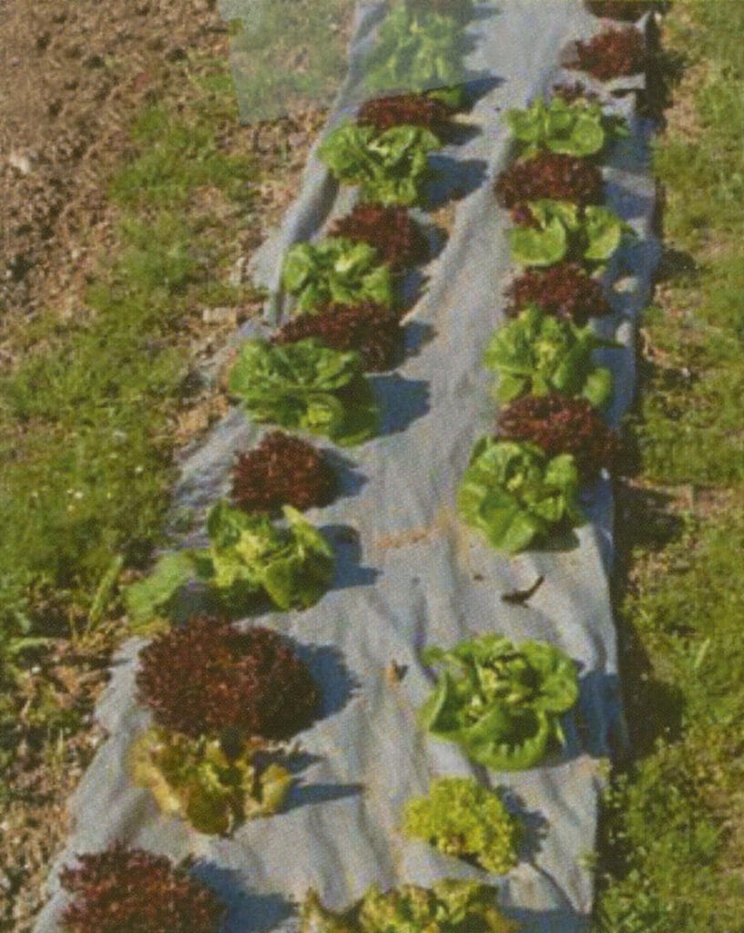 Garden Weed Barrier