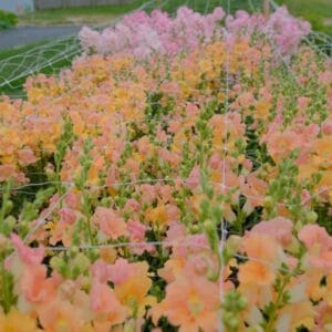 Plant Trellis Netting
