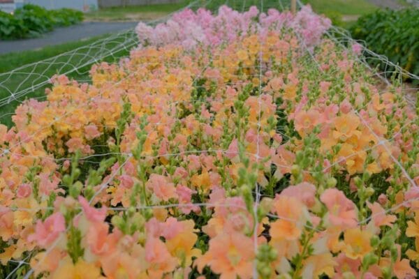 Plant Trellis Netting