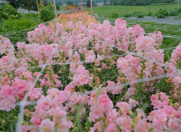 Plant Trellis Netting - Image 2