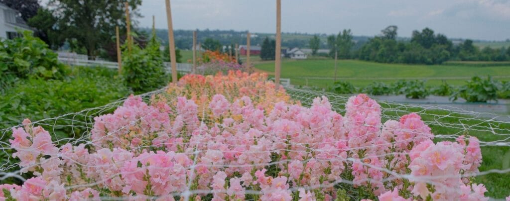 Plant Trellis Netting 3 Plant Trellis Netting - Image 3