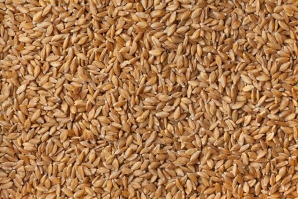 Einkorn Berries - Image 2