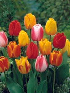 Tulip . Tequila Sunrise Mix