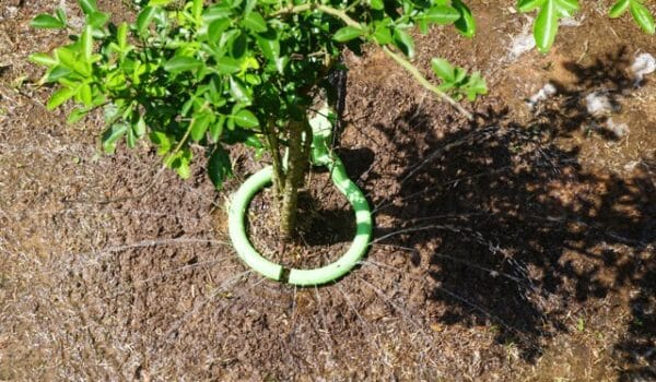 Tree Sprinkler