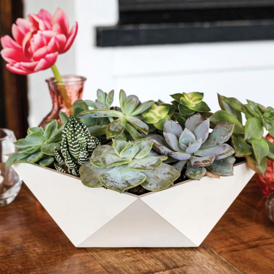 Deco Faceted Bowl Succulent Planter