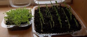 Economy Seed Starting Trays